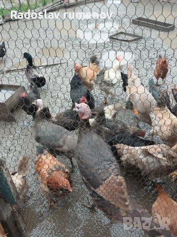 Продавам пуики, снимка 5 - Кокошки и пуйки - 52569284