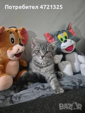 Британско таби. 