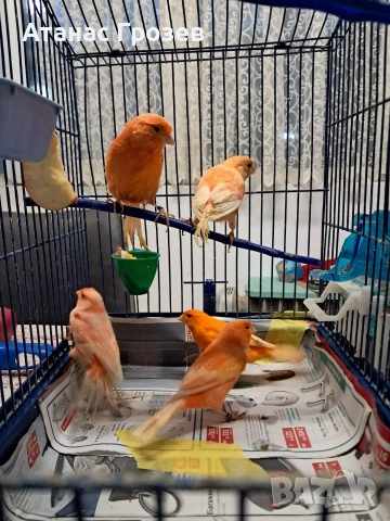 Продавам канари, снимка 8 - Канари - 53570041