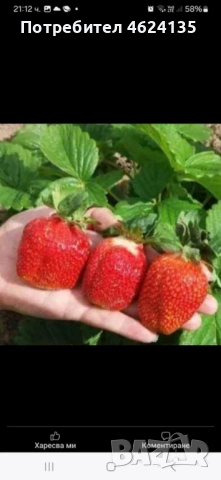 Продавам расад ягоди и малини, снимка 4 - Сортови семена и луковици - 53573340
