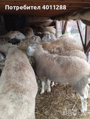 Продавам млад коч, снимка 4 - Овце - 52693649