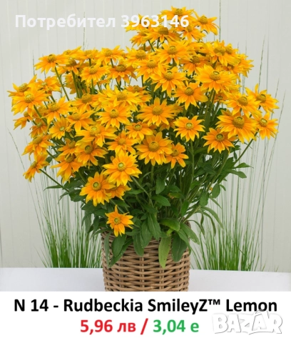 ГРАДИНСКИ Многогодишни Цветя., снимка 4 - Градински цветя и растения - 51078764