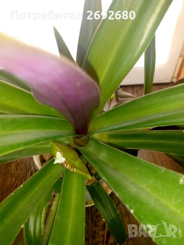 Традесканция рео-75см.