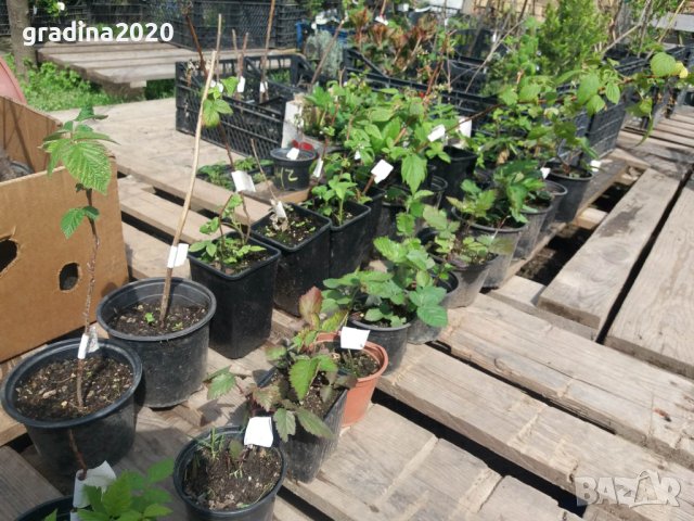 Компактна жълта малина, снимка 4 - Разсади - 43527476