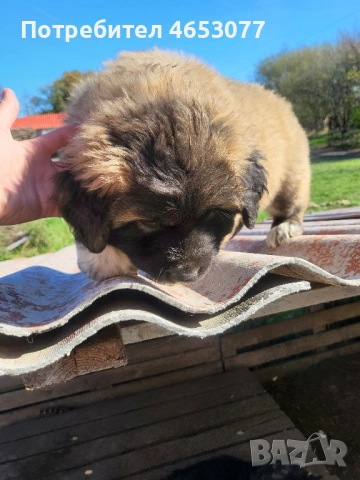 Женска кавказка овчарка , снимка 5 - Кавказка овчарка - 52436129