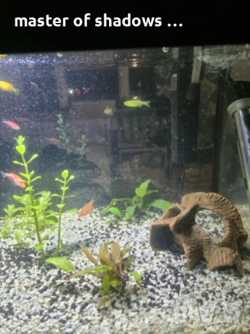 Продавам малки рибки на брой 1.28 евро  , снимка 4 - Рибки - 53345421