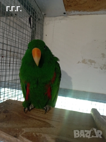 Мъжки папагал еклектус, снимка 2 - Папагали - 51831956