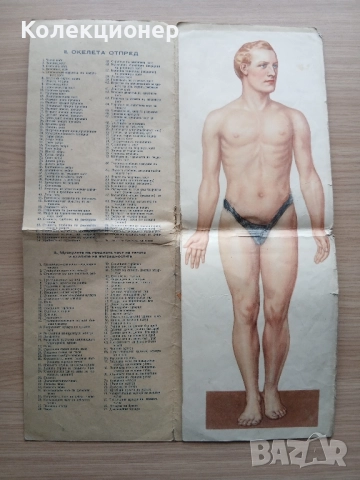 Анатомичен модел, фотоиздателство "Георги Пасков" , снимка 2 - Ученически пособия, канцеларски материали - 51875646