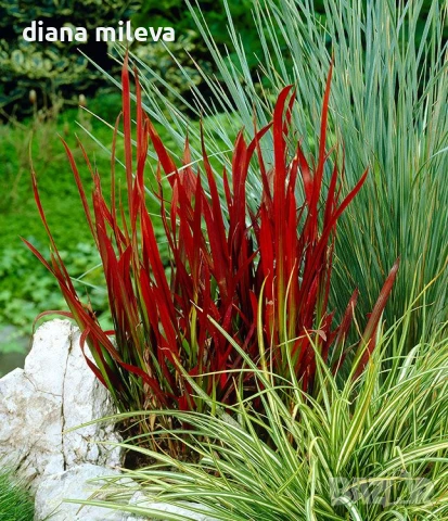 Императа Червен Барон, Imperata 'Red Baron', Декоративна трева, снимка 2 - Градински цветя и растения - 37058656