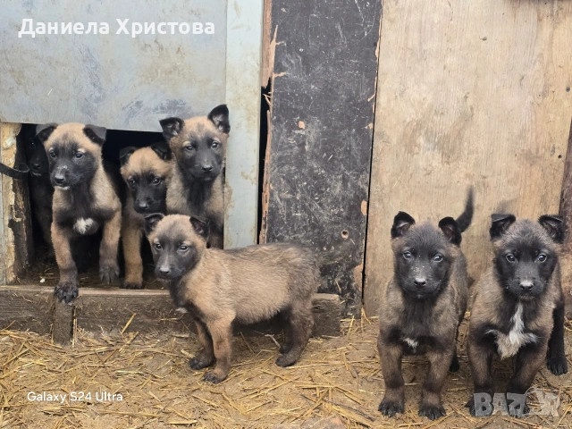 Бебета Белгийска овчарка , снимка 2 - Белгийска овчарка - 53119072