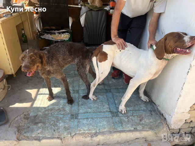 Кученца за трюфели , снимка 18 - Други - 51565937