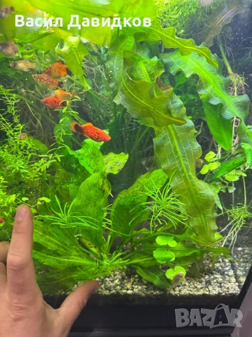 Растения надводни и водни , снимка 8 - Оборудване за аквариуми - 50672676