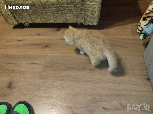 Женска екзотична котка на 6 месеца., снимка 9 - Персийска - 53404088