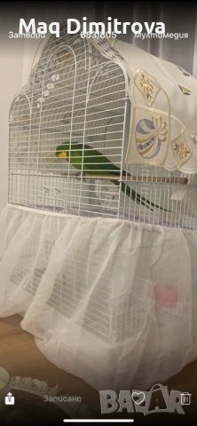 Продавам папагал