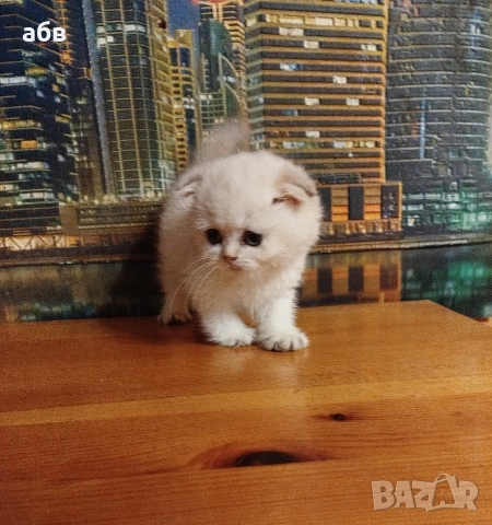 Златно клепоухо момче колорпойнт , снимка 2 - Британска късокосместа - 53184633