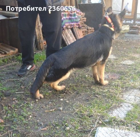 НЕМСКА овчарка женска, снимка 3 - Немска овчарка - 52233876