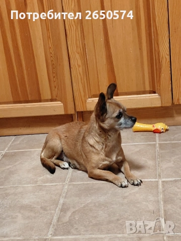 Чихо-пинчери, снимка 10 - Пинчер - 52837625