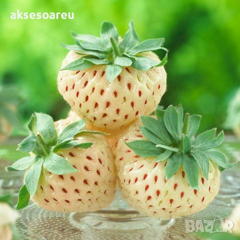 100 семена от плод бяла ягода органични плодови бели ягодови семена от вкусни ягоди отлични плодове , снимка 8 - Сортови семена и луковици - 37706682