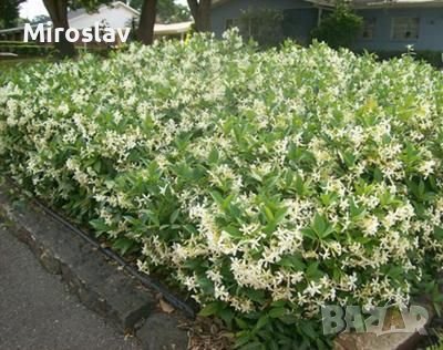 Жасмин(Бял Ароматен), снимка 8 - Градински цветя и растения - 40517435