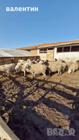 Овце млечно направлиние, снимка 2 - Овце - 52627689