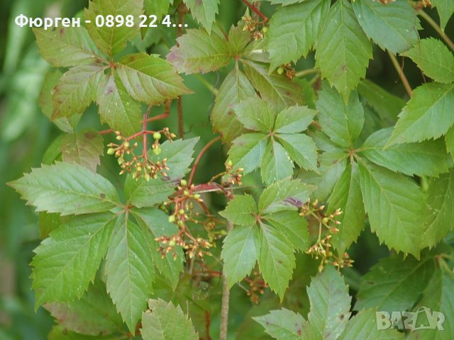 Партеноцисус, Дива лоза , снимка 7 - Разсади - 38078953