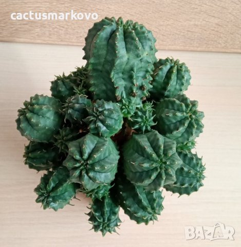 Euphorbia  obesa хибрид