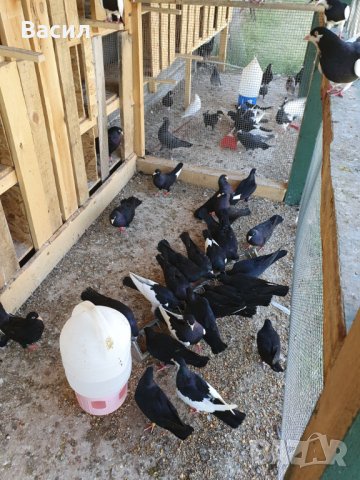 донеци.акмани, снимка 11 - Гълъби - 21606640