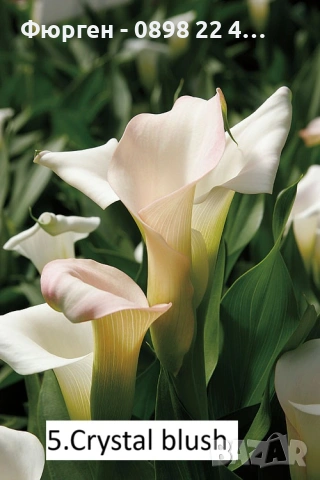 Луковици на Кала - Цена за 1 бр.: 2,20 € / 4,30 лв.