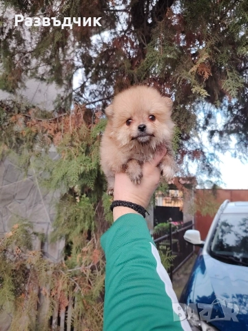 Мини-шпиц померан бебета, снимка 5 - Немски шпиц - 52583622