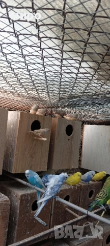 Зеброви Амадини !, снимка 7 - Амадини - 51553461