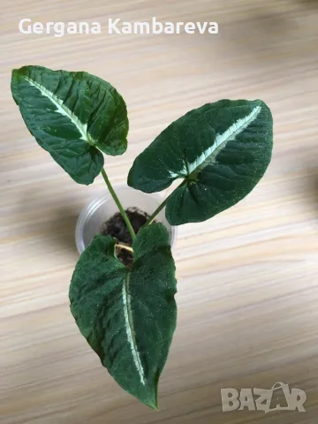 Syngonium Wendlandii 