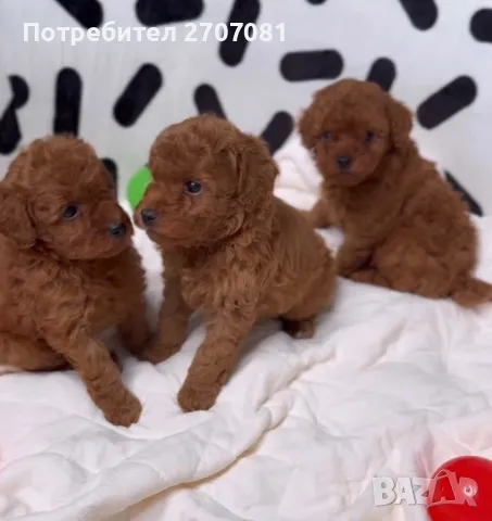 Той пудел, снимка 4 - Пудели - 49716688