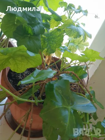 Мушкато,дърво на живота,Шефлера  и др.растения готови за декорация и подарък, снимка 14 - Декорация за дома - 48567968