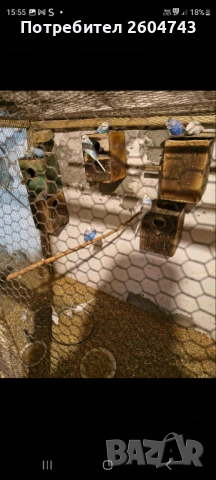 Продавам различни видове папагали , снимка 4 - Папагали - 52892178