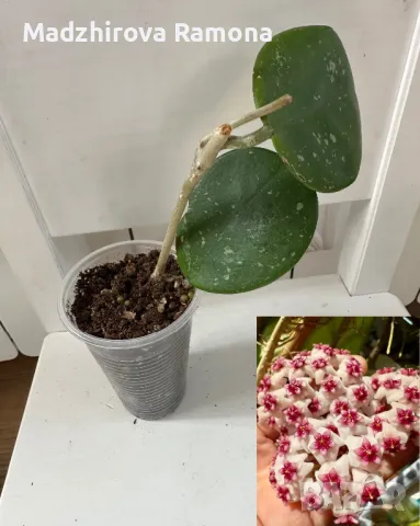 Hoya Obovata , снимка 1