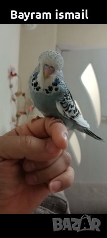 Ръчно хранен социален изложбен вълнист папагал   ръчно хранени