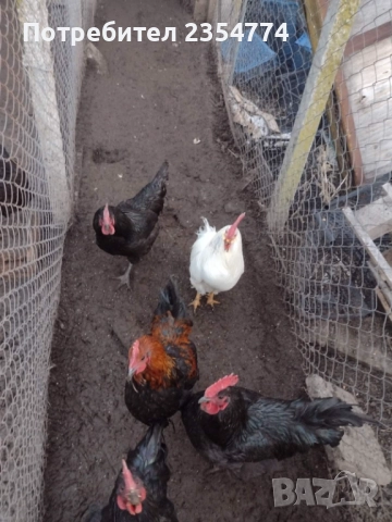 кокошки, снимка 3 - Кокошки и пуйки - 51794053