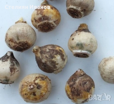 Пушкиния – синя (Puschkinia scilloides var. libanotica) – луковици, снимка 2 - Сортови семена и луковици - 52372658