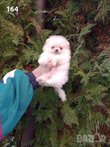 Минита. Померани. Реални снимки!, снимка 6 - Померан - 52850850