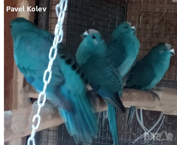 Коледна промоция на папагали , снимка 12 - Папагали - 52658143