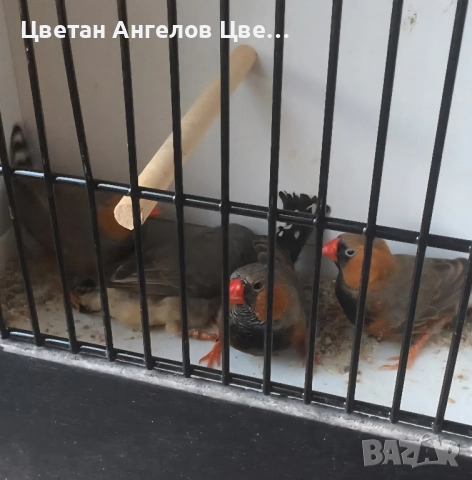 продавам амадини, снимка 1