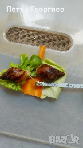 Гигантски африкански охлюви Achatina , снимка 7 - Други - 47340517