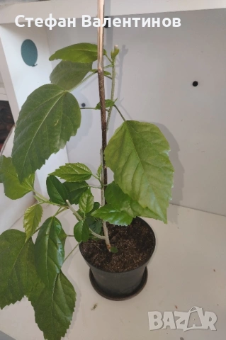 Хибискуси/китайски рози с едри кичести цветове, снимка 5 - Стайни растения - 52044964