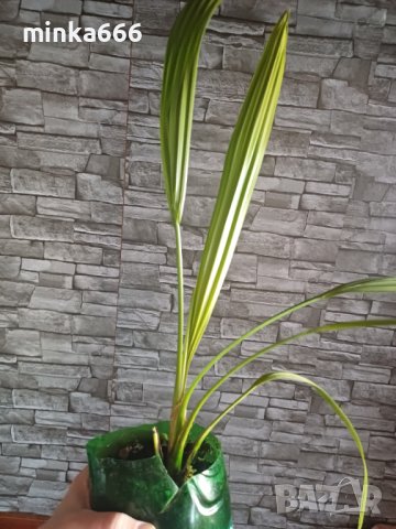 Финикова палма, снимка 3 - Стайни растения - 43851705