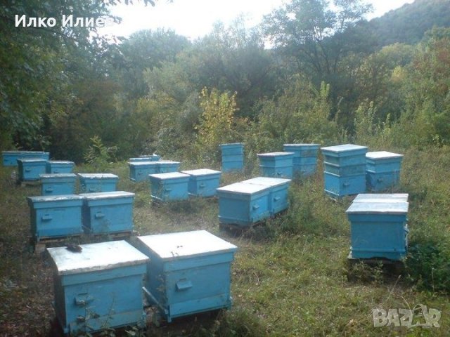 Пчелни майки и отводки от регистриран производител. Биологични., снимка 2 - За пчели - 35510372
