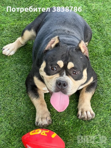 Американско були покет , снимка 2 - Други - 50833253