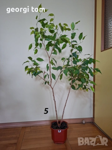 Продавам фикус бенджамин 15 евро.