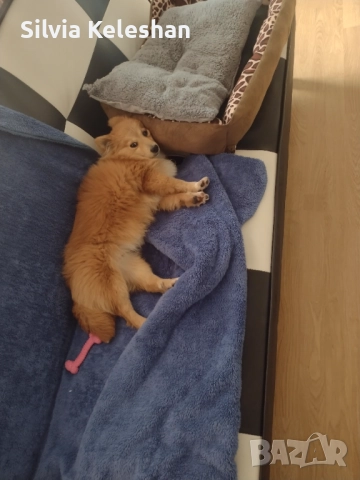 Търси се дом за женско куче 