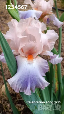 Ириси ризоми от сортови брадати ириси, снимка 13 - Градински цветя и растения - 50398119