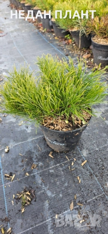 Пинус-муго "Мугос", снимка 3 - Градински цветя и растения - 52774137